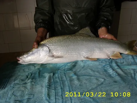mangar: luciobarbus esocinus, a species of ray-finned fish in the genus Luciobarbus
