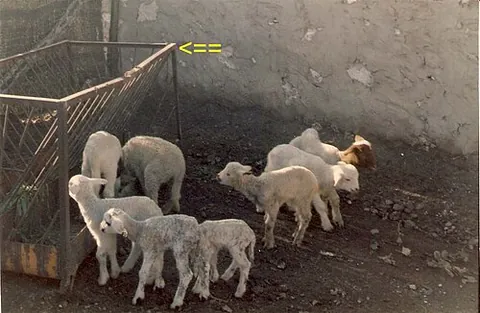 manger: a trough in a stable or barn for animals to eat from