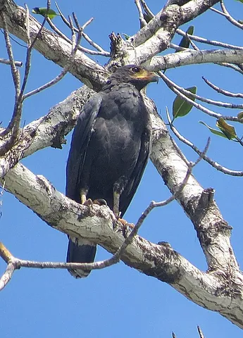 mangrove black hawk: a species of hawk, Buteogallus anthracinus subtilis