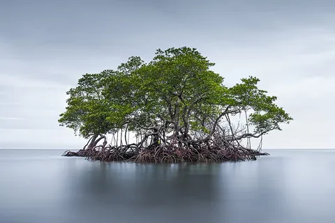 mangrove: any of various tropical and subtropical evergreen shrubs or trees chiefly of the Rhizophoraceae...
