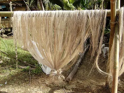 manila hemp: the fibre of the abaca