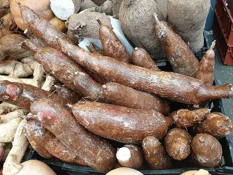 manioc: the tropical plant Manihot esculenta, from which tapioca is prepared; cassava, yuca