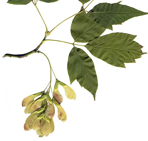 manitoba maple: a small, fast-growing and fairly short-lived species of North American maple with pinnately...