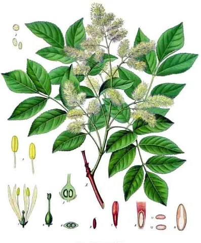 manna ash: an ash tree, Fraxinus ornus, native to southern Europe