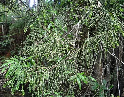 manoao: any of the conifers in the genus Manoao, endemic to New Zealand