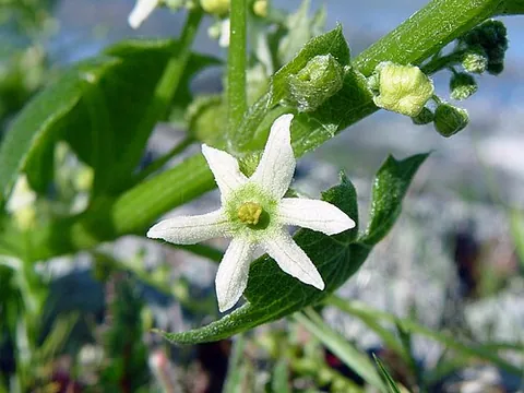 manroot: a flowering plant in the gourd family (Cucurbitaceae), genus Marah, native to western North America