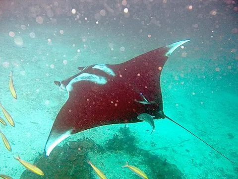 manta ray: any of several very large pelagic rays formerly of the genus Manta, now placed in genus Mobula,...