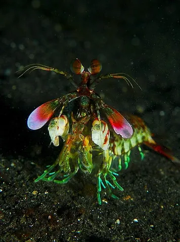 mantis shrimp: a stomatopod, a marine crustacean of the order Stomatopoda, with powerful claws and a carapace...