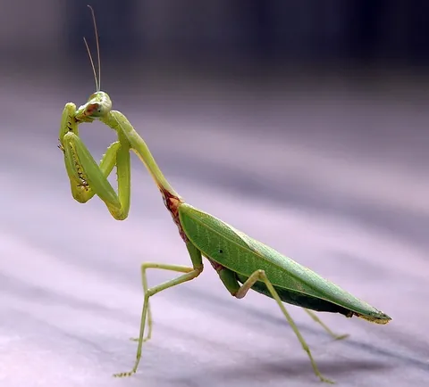 mantis: any of various large insects of the order Mantodea that catch insects or other small animals with...