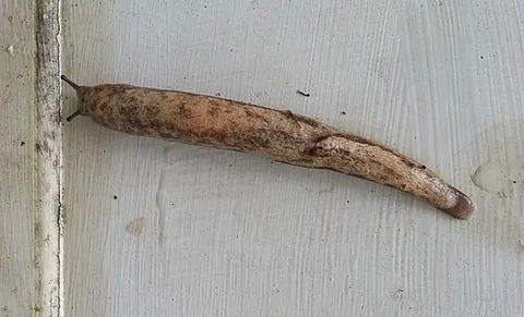 mantleslug: any of several air-breathing land slugs of the genera Philomycus or Pallifera