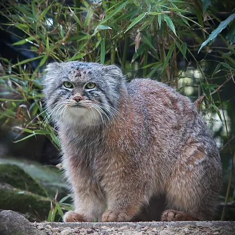 manul: a small wild cat of Central Asia, Otocolobus manul