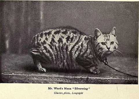 manx cat: a domestic cat of a breed that is native to the Isle of Man, principally characterized by the...
