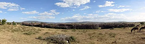 manyatta: a Masai or Samburu settlement or compound, often temporary, established by a family or clan, or as...