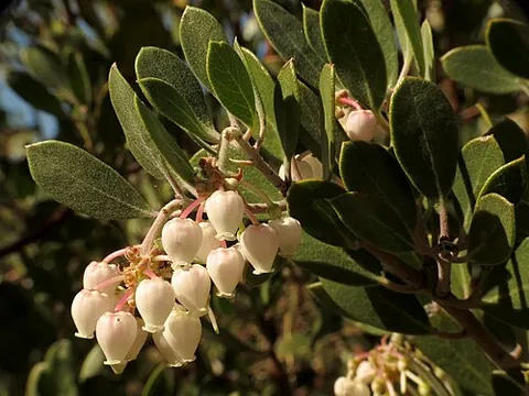 manzanita: any evergreen shrub or tree of the genus Arctostaphylos, especially Arctostaphylos manzanita,...