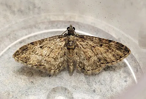 maple pug: eupithecia inturbata, a species of geometer moth whose caterpillars feed on maple leaves