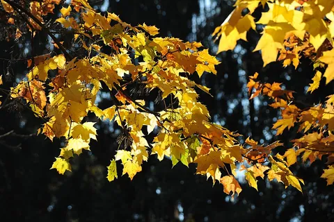maple: any member of any species of genus Acer, characterized by (usually) palmate, five-lobed leaves and...