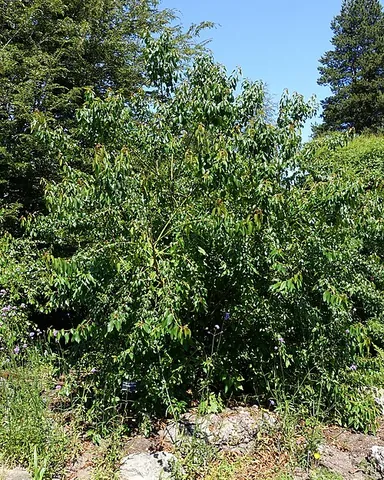 maqui: a South American shrub (Aristotelia chilensis) native to the Valdivian temperate rainforest...