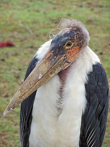 marabou: leptoptilos crumeniferus, a large wading bird native to Africa, with a naked head and neck adapted...