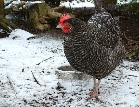 marans: a small breed of chicken originating in France popular for poultry shows and its eggs, rather than...
