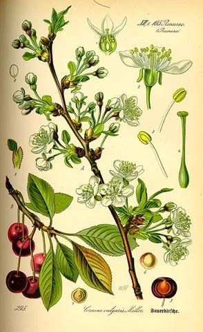 marasca: a European cultivar of the wild cherry (Prunus cerasus), that bears bright red fruit used for...
