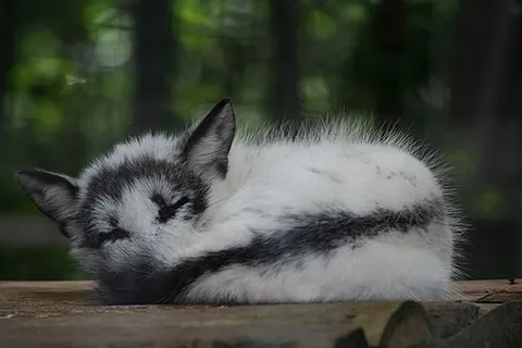 marble fox: a red fox color morph of mostly white fur with a line of dark fur going down the back and across...