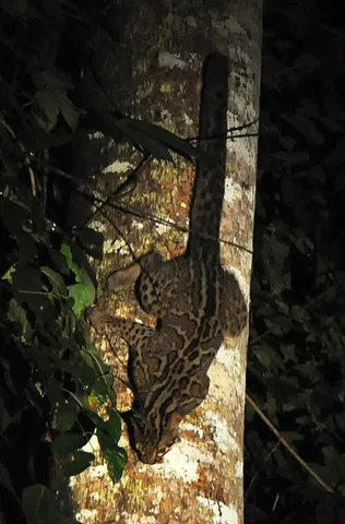marbled cat: pardofelis marmorata, a cat similar in size to the domestic cat, with a longer, more thickly furred...