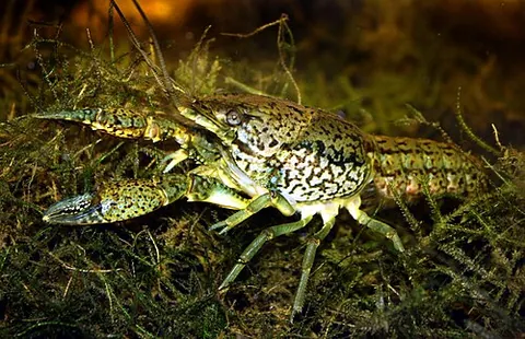 marbled crayfish: procambarus virginalis; an all-female species of crayfish that reproduces without sex