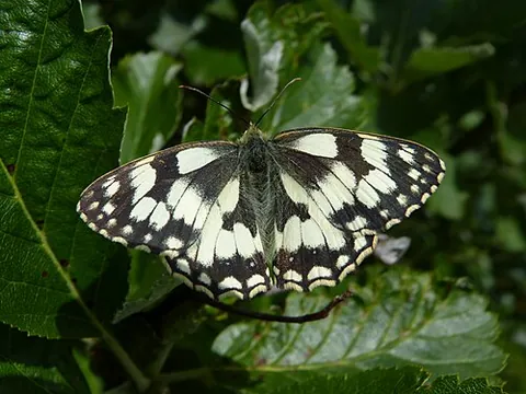 marbled white: the large black-and-white chequered butterfly Melanargia galathea, of the family Nymphalidae