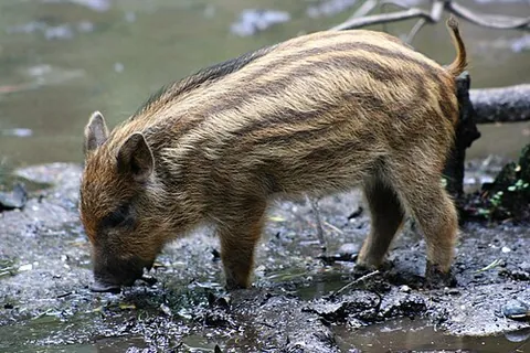 marcassin: a young wild boar