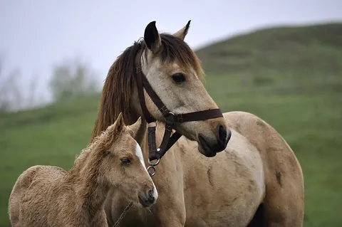 mare: an adult female horse
