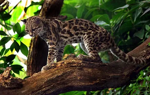 margay: leopardus wiedii, a spotted cat native to Central and South America