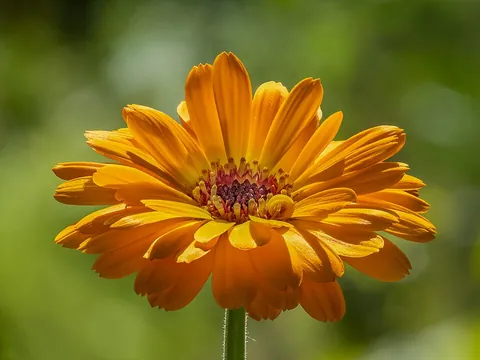 marigold: any of the Old World plants, of the genus Calendula, with orange, yellow or reddish flowers