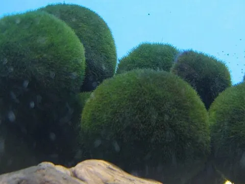 marimo: a rare form of the filamentous green alga Aegagropila linnaei, resembling large green velvety balls
