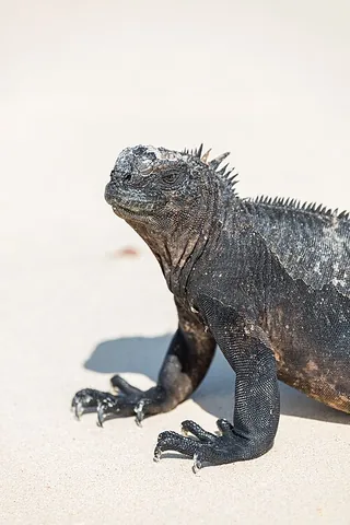 marine iguana: a species of iguana, Amblyrhynchus cristatus, native to the Galápagos Islands, that can forage in...
