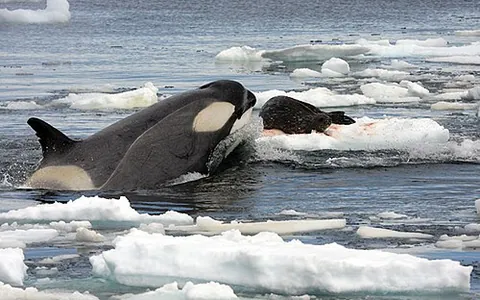 marine mammal: a mammal which lives partly or wholly in the ocean, or at least is heavily dependent on the ocean...