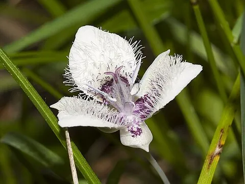 mariposa lily: any member of several species in the genus Calochortus that grow in dry grasslands and semideserts,...