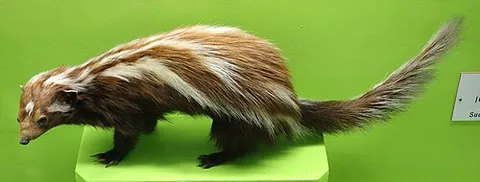 mariput: a species of civet; Ictonyx striatus