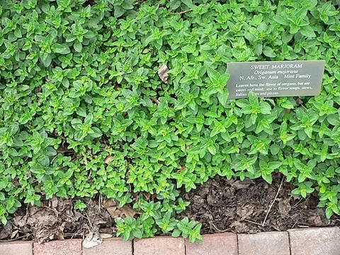 marjoram: a herb of the mint family, Origanum majorana, having aromatic leaves