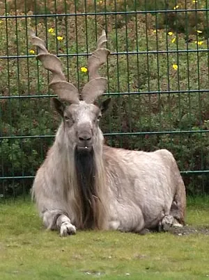 markhor: a large wild goat, Capra falconeri, especially Capra falconeri megaceros, syn. Capra megaceros,...