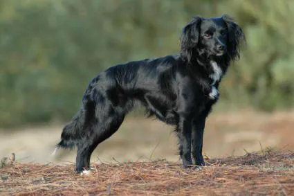 markiesje: a small dog breed originating in the Netherlands, a complete black color is a very common color of...