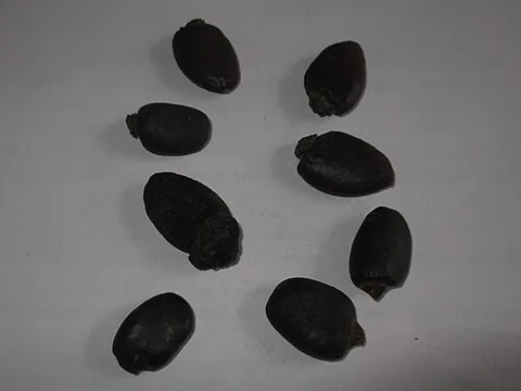 marking-nut tree: any of several species of the genus Semecarpus of trees