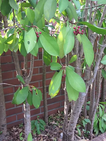 marlberry: any of various plants of the genus Ardisia