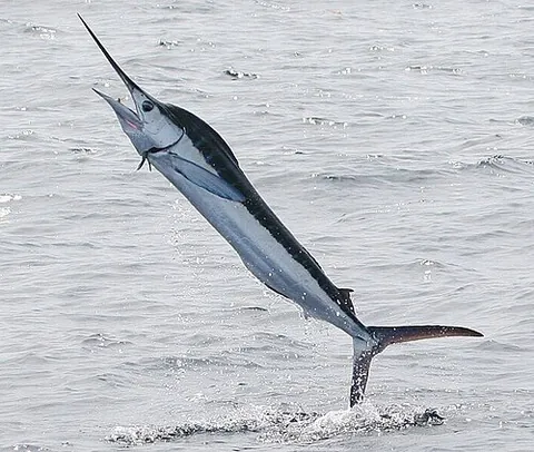 marlin: any species of game fish belonging to either of the genera Tetrapturus or Makaira, with a crested...