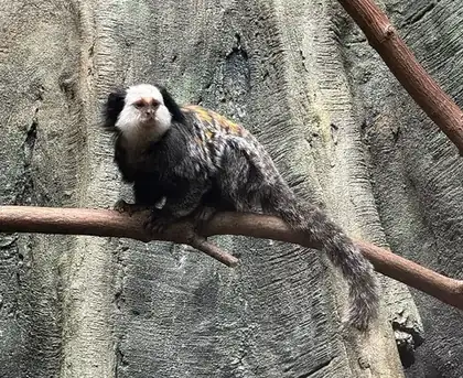 marmoset: any small monkey, now specifically a Central and South American monkey of the genera Callithrix,...