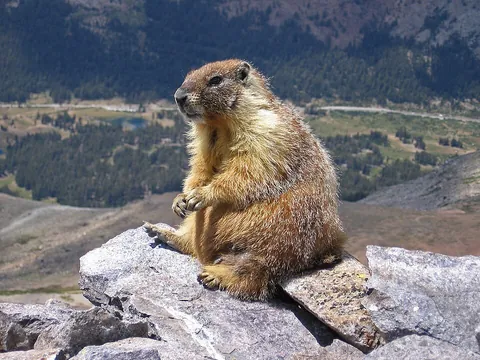 marmot: any of several large ground-dwelling rodents of the genera Marmota and Cynomys in the squirrel...