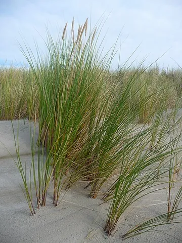 marram: ammophila arenaria, a coarse grass found on sandy beaches