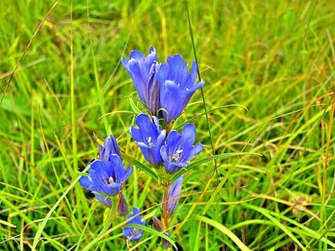marsh gentian: a blue-to-purple gentian native to Eurasian marshlands, Gentiana pneumonanthe