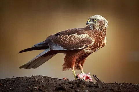 marsh harrier: a raptor in species Circus aeruginosus, which inhabits swampy ground