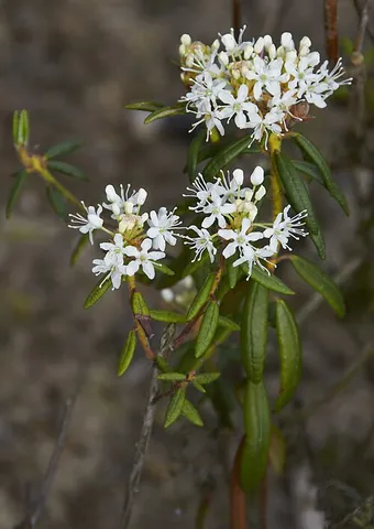 marsh labrador tea: common name of Rhododendron tomentosum