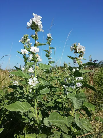 marsh mallow: a European species of plant in the mallow family, Althaea officinalis, historically used...